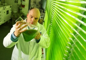 Новое сырье для производства биотоплива
