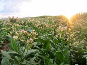 boeing-tobacco-biofuel-650x487