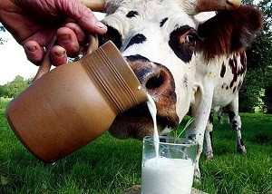 Качественное молоко от компании «Милком»